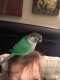 Conure