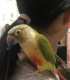 Conure