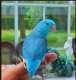 Parrotlet