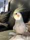 Cockatiel
