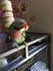 Mustached / Moustached Parakeet