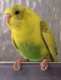 Budgerigar