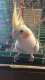 Cockatiel