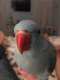 Indian Ringneck Parakeet