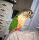 Conure