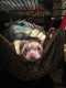 Ferret