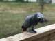 African Grey