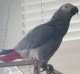 African Grey