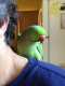 Indian Ringneck Parakeet