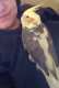 Cockatiel