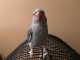 Indian Ringneck Parakeet