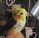 Cockatiel