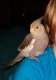 Cockatiel