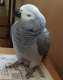 African Grey