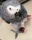 African Grey