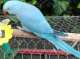 African Ringneck Parakeet