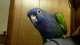 Pionus