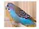 Budgerigar