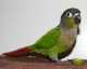 Conure