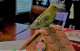 Budgerigar