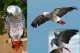 African Grey
