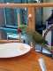 Indian Ringneck Parakeet