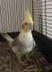 Cockatiel