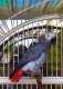 African Grey