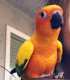 Conure