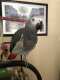African Grey