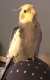 Cockatiel
