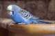 Budgerigar
