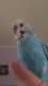 Budgerigar