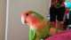 Lovebird