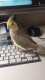 Cockatiel