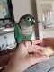 Conure