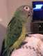 Conure