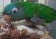 Conure