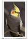 Cockatiel
