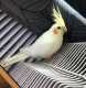 Cockatiel