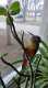 Conure