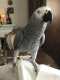 African Grey