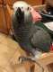 African Grey