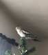 Cockatiel