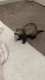 Ferret