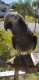African Grey