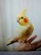 Cockatiel