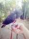 African Grey