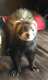 Ferret