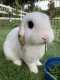 Rabbit